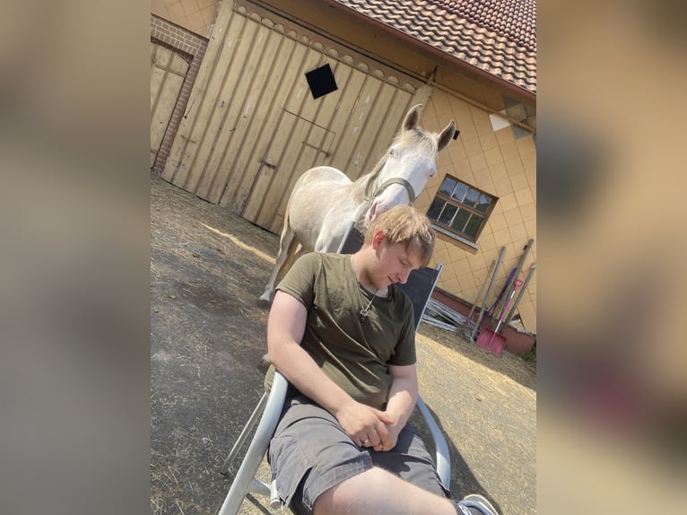 Hannoveraner Mix Wallach 3 Jahre 148 cm Cremello in Freiensteinau