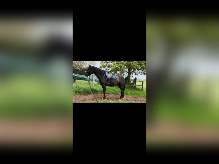 Hannoveraner Mix Wallach 3 Jahre 155 cm Rappe in Brilon
