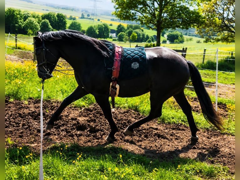 Hannoveraner Mix Wallach 3 Jahre 155 cm Rappe in Brilon