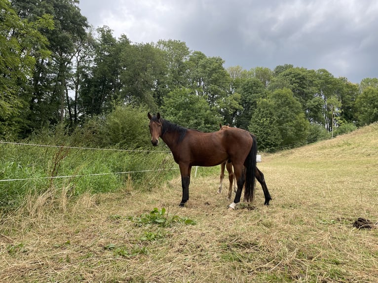 Hannoveraner Wallach 3 Jahre 158 cm Brauner in Emtmannsberg
