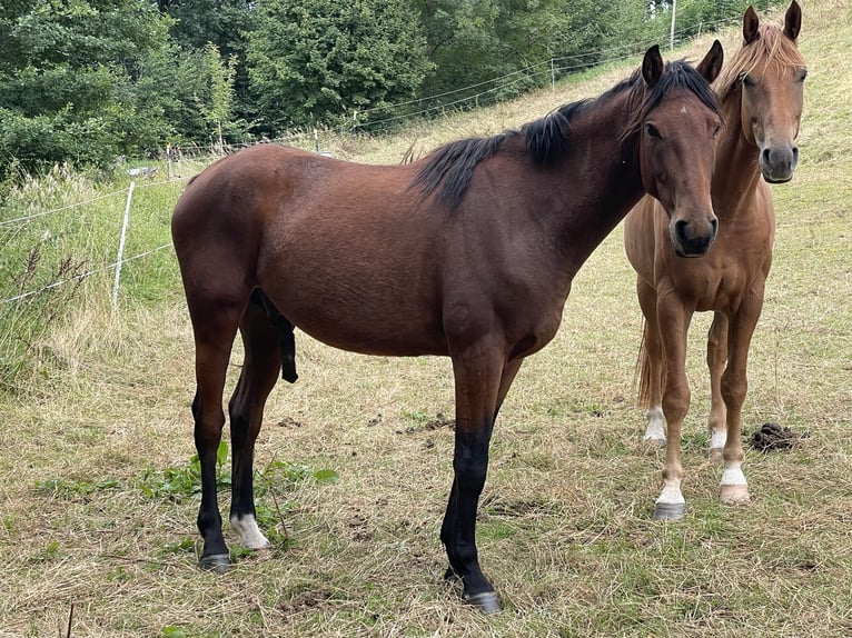 Hannoveraner Wallach 3 Jahre 158 cm Brauner in Emtmannsberg