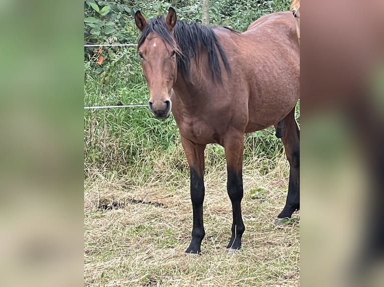 Hannoveraner Wallach 3 Jahre 158 cm Brauner in Emtmannsberg