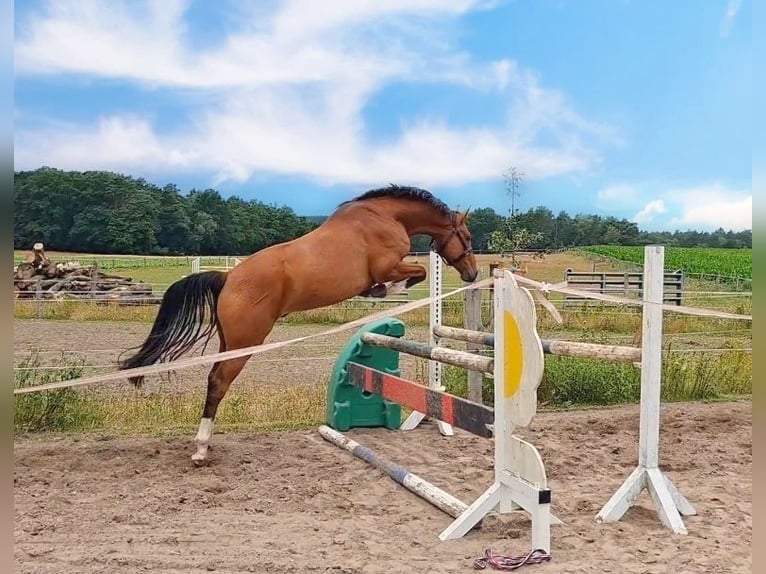 Hannoveraner Wallach 3 Jahre 159 cm Brauner in Zernien