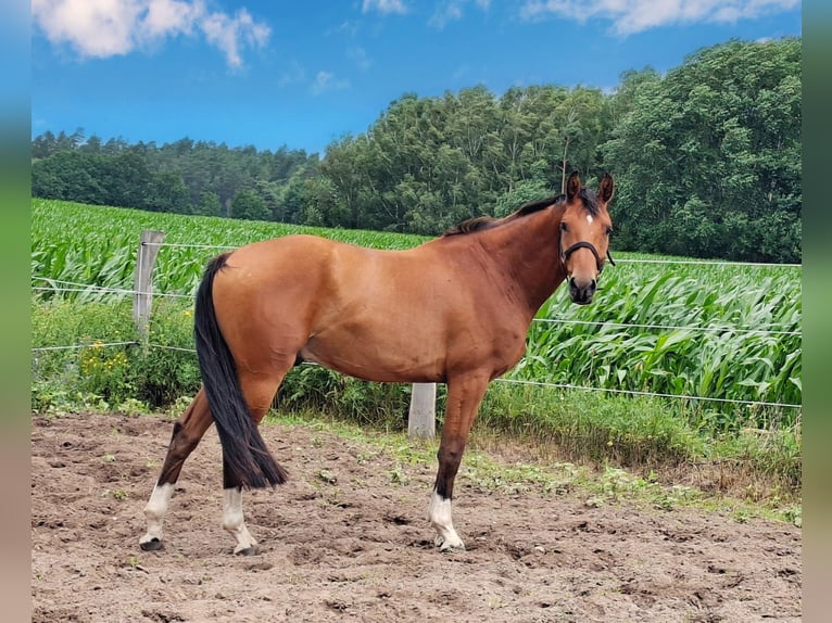 Hannoveraner Wallach 3 Jahre 159 cm Brauner in Zernien