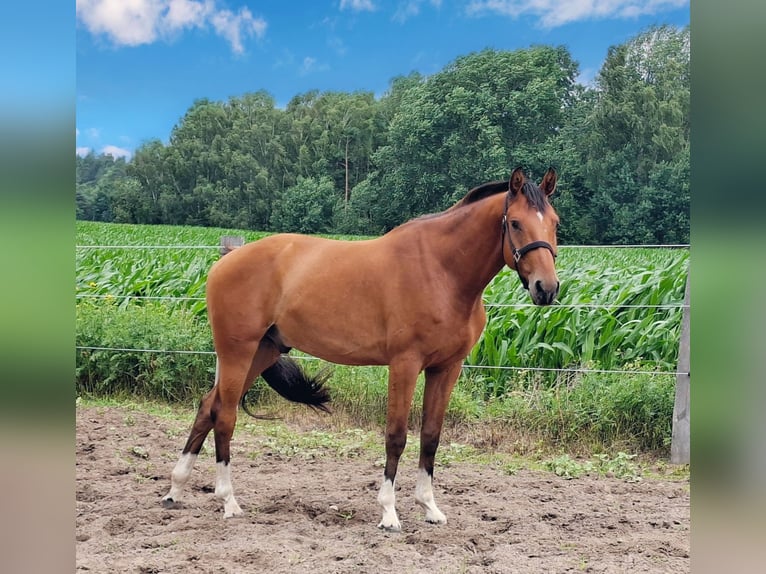 Hannoveraner Wallach 3 Jahre 159 cm Brauner in Zernien