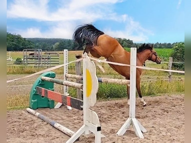 Hannoveraner Wallach 3 Jahre 159 cm Brauner in Zernien