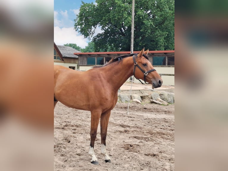 Hannoveraner Wallach 3 Jahre 159 cm Brauner in Zernien