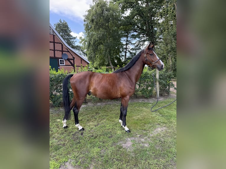 Hannoveraner Wallach 3 Jahre 160 cm Dunkelbrauner in Hasel&#xFC;nne