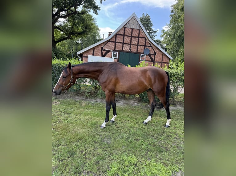 Hannoveraner Wallach 3 Jahre 160 cm Dunkelbrauner in Hasel&#xFC;nne