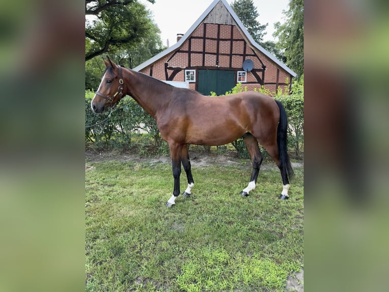 Hannoveraner Wallach 3 Jahre 160 cm Dunkelbrauner in Hasel&#xFC;nne