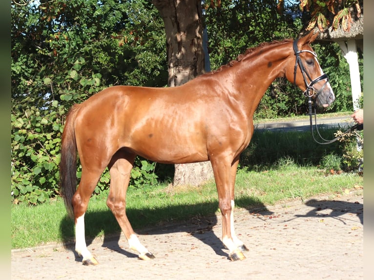 Hannoveraner Wallach 3 Jahre 160 cm Fuchs in Selsingen