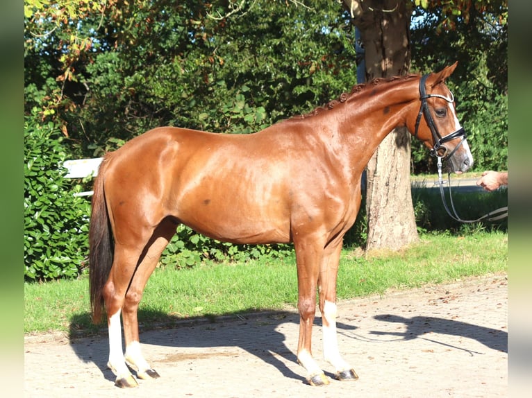 Hannoveraner Wallach 3 Jahre 160 cm Fuchs in Selsingen