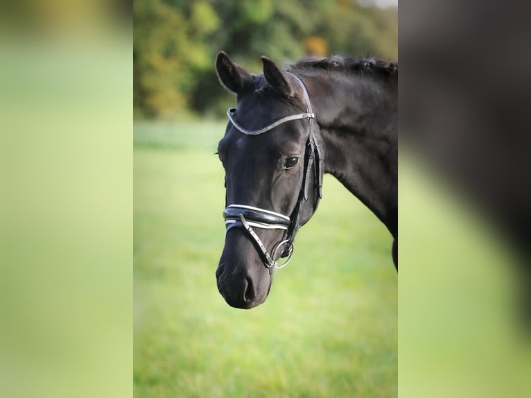 Hannoveraner Wallach 3 Jahre 160 cm Rappe in Ennigerloh