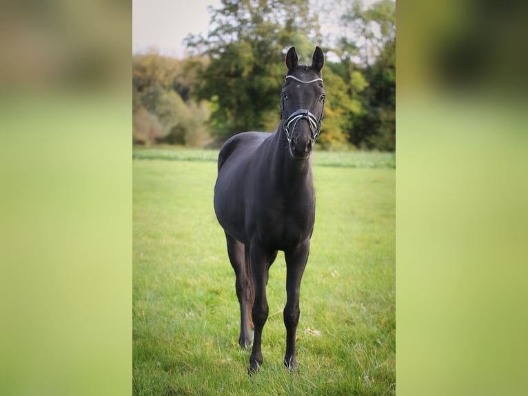 Hannoveraner Wallach 3 Jahre 160 cm Rappe in Ennigerloh