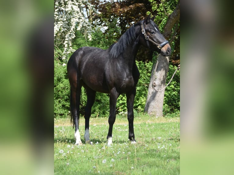 Hannoveraner Wallach 3 Jahre 160 cm Rappe in Osten
