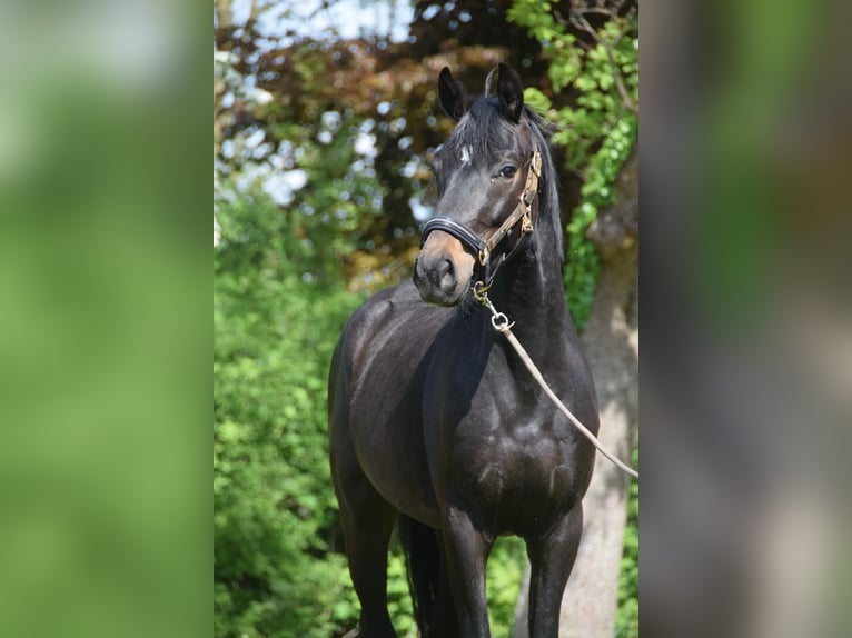 Hannoveraner Wallach 3 Jahre 160 cm Rappe in Osten