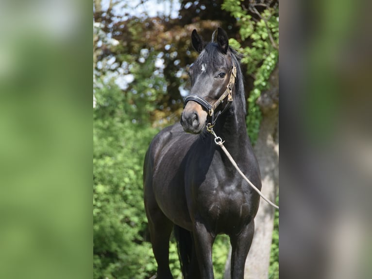 Hannoveraner Wallach 3 Jahre 160 cm Schwarzbrauner in Drochtersen
