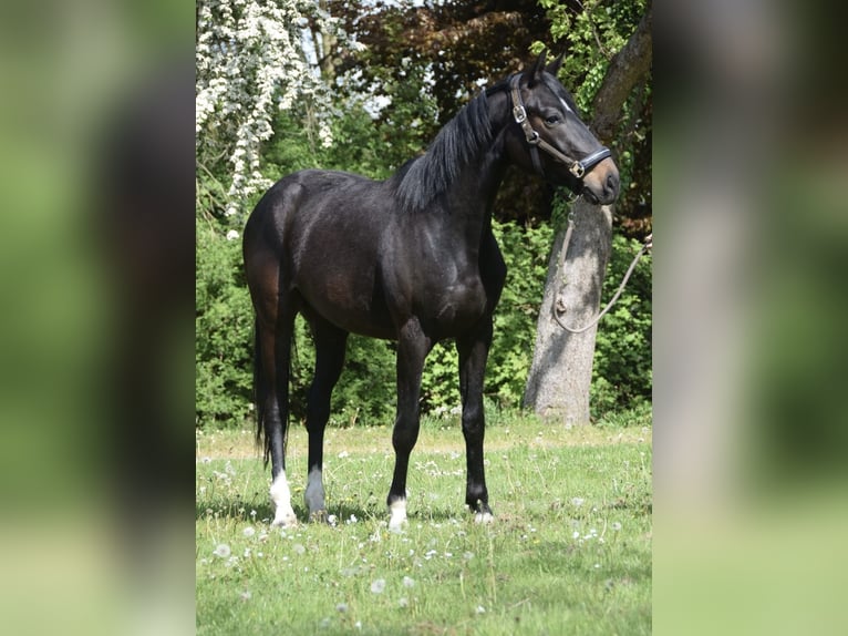 Hannoveraner Wallach 3 Jahre 160 cm Schwarzbrauner in Drochtersen