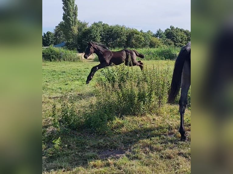 Hannoveraner Wallach 3 Jahre 161 cm Rappe in Hanstedt I