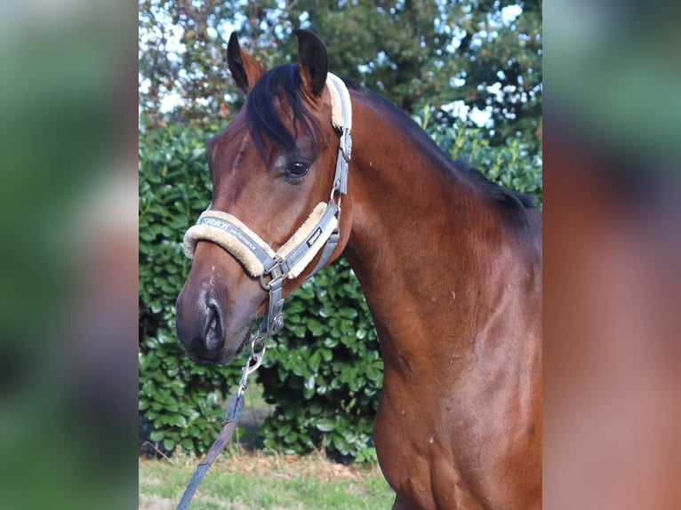 Hannoveraner Wallach 3 Jahre 162 cm Brauner in Selsingen