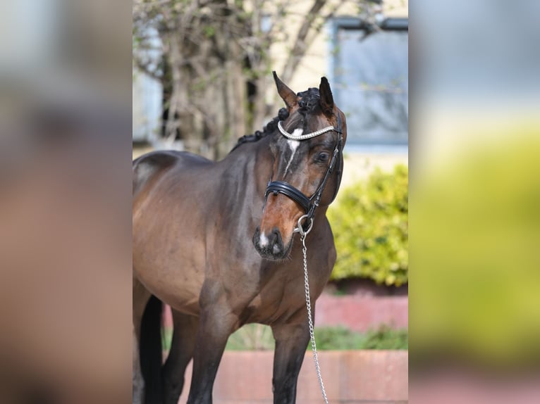 Hannoveraner Wallach 3 Jahre 162 cm Brauner in Ludwigsfelde