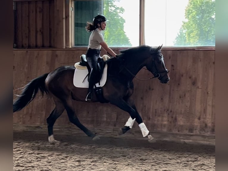Hannoveraner Wallach 3 Jahre 162 cm Brauner in Ludwigsfelde