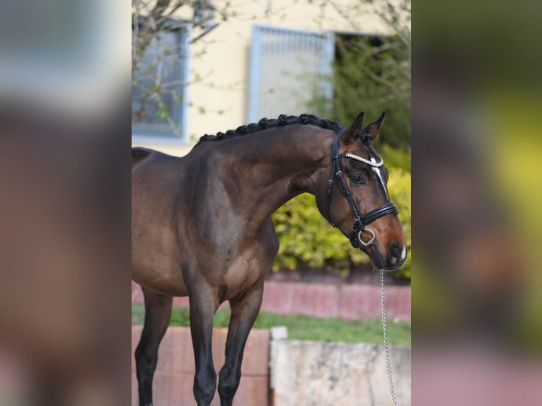 Hannoveraner Wallach 3 Jahre 162 cm Brauner in Ludwigsfelde