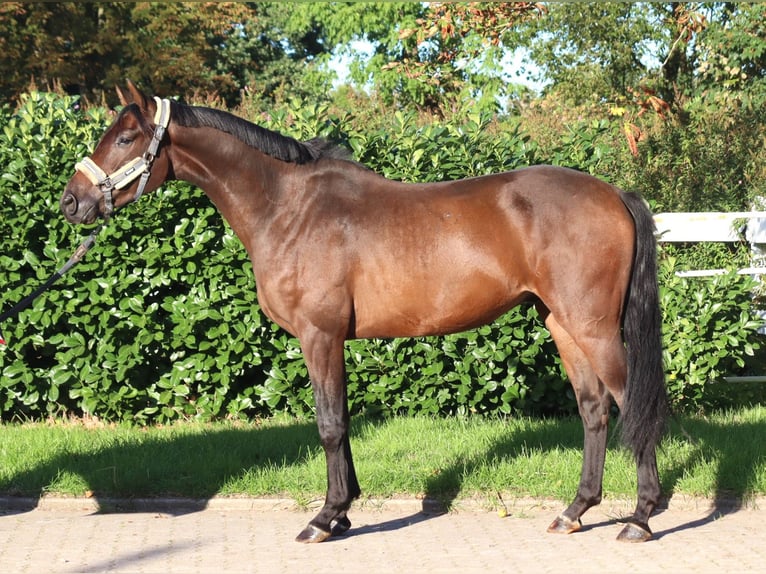 Hannoveraner Wallach 3 Jahre 162 cm Brauner in Selsingen