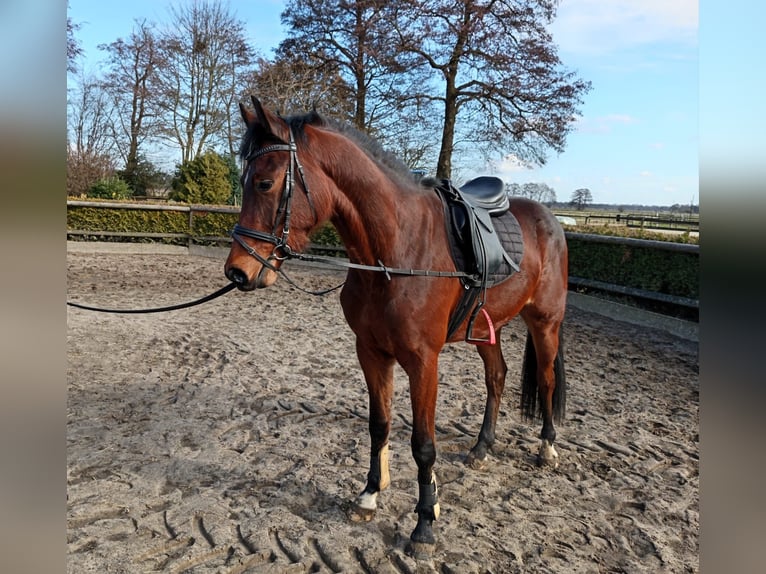 Hannoveraner Wallach 3 Jahre 162 cm Brauner in Oyten