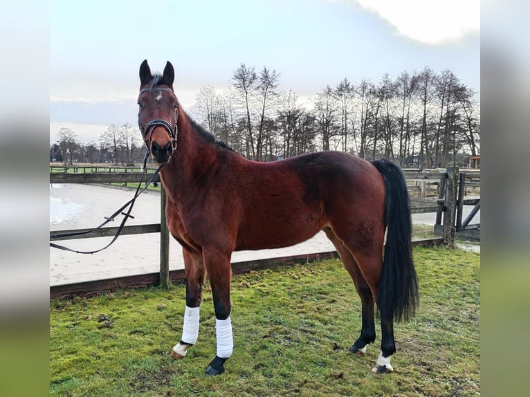 Hannoveraner Wallach 3 Jahre 162 cm Brauner in Oyten