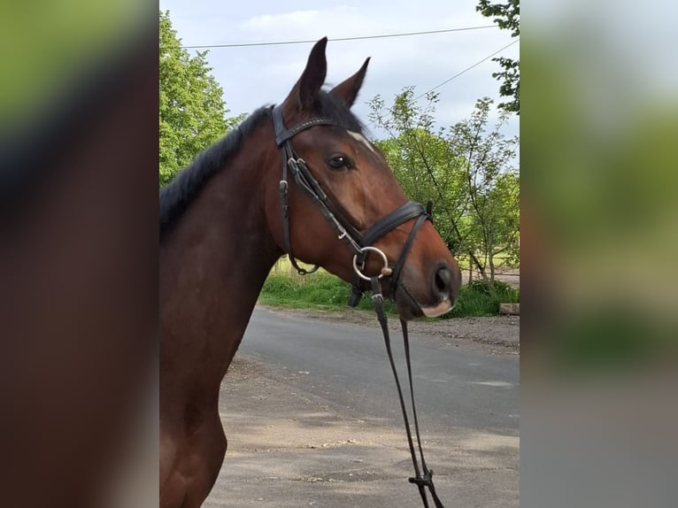 Hannoveraner Wallach 3 Jahre 162 cm Dunkelbrauner in Essen