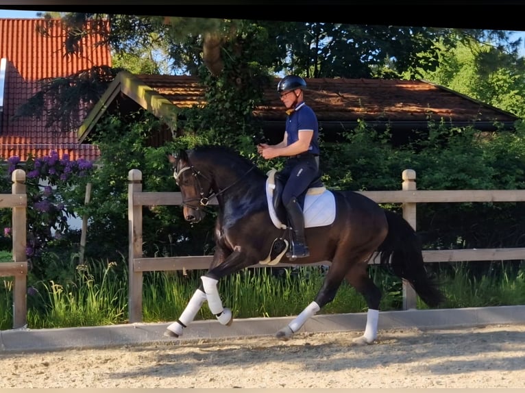 Hannoveraner Wallach 3 Jahre 162 cm Dunkelbrauner in Bramsche