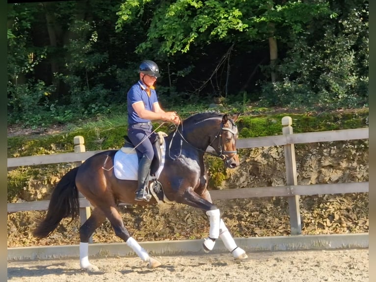 Hannoveraner Wallach 3 Jahre 162 cm Dunkelbrauner in Bramsche