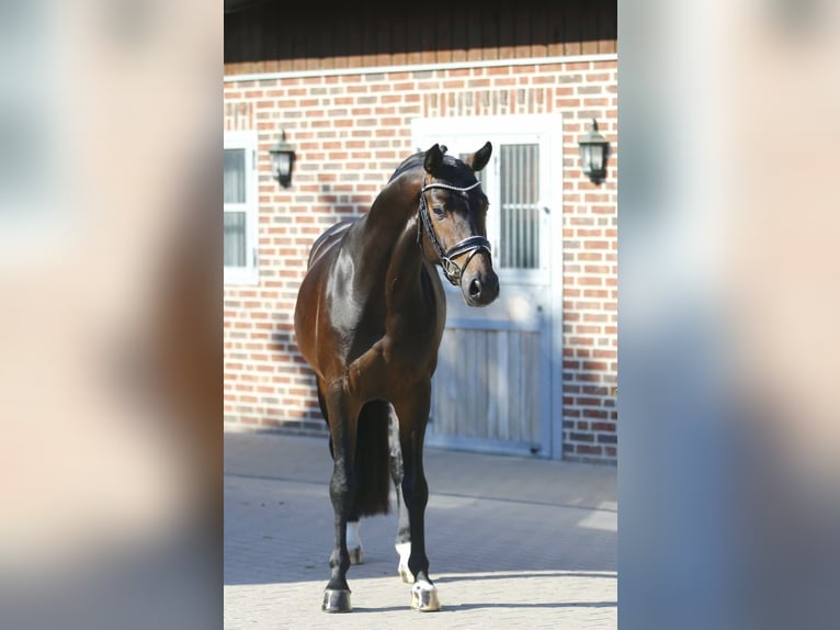 Hannoveraner Wallach 3 Jahre 162 cm Dunkelbrauner in Bramsche
