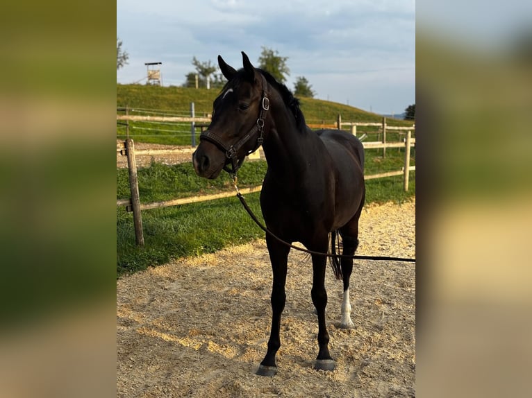 Hannoveraner Wallach 3 Jahre 162 cm Dunkelbrauner in Wangen im Allgäu
