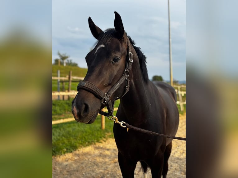 Hannoveraner Wallach 3 Jahre 162 cm Dunkelbrauner in Wangen im Allgäu
