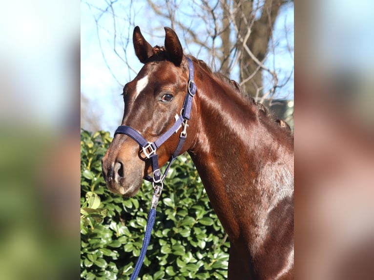 Hannoveraner Wallach 3 Jahre 162 cm Dunkelfuchs in Selsingen