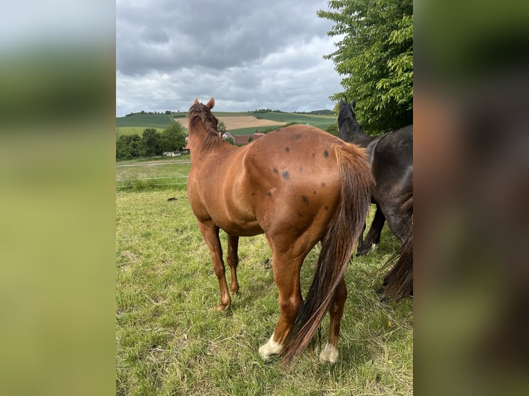Hannoveraner Wallach 3 Jahre 162 cm Fuchs in Homberg (Efze)