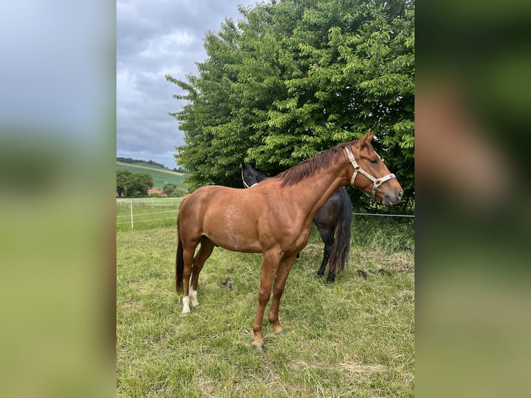 Hannoveraner Wallach 3 Jahre 162 cm Fuchs in Homberg (Efze)