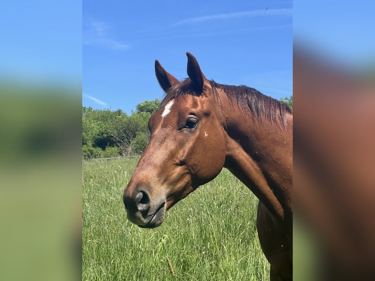 Hannoveraner Wallach 3 Jahre 162 cm Fuchs in Homberg (Efze)