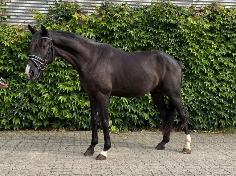Hannoveraner Wallach 3 Jahre 162 cm Rappe in Engelschoff