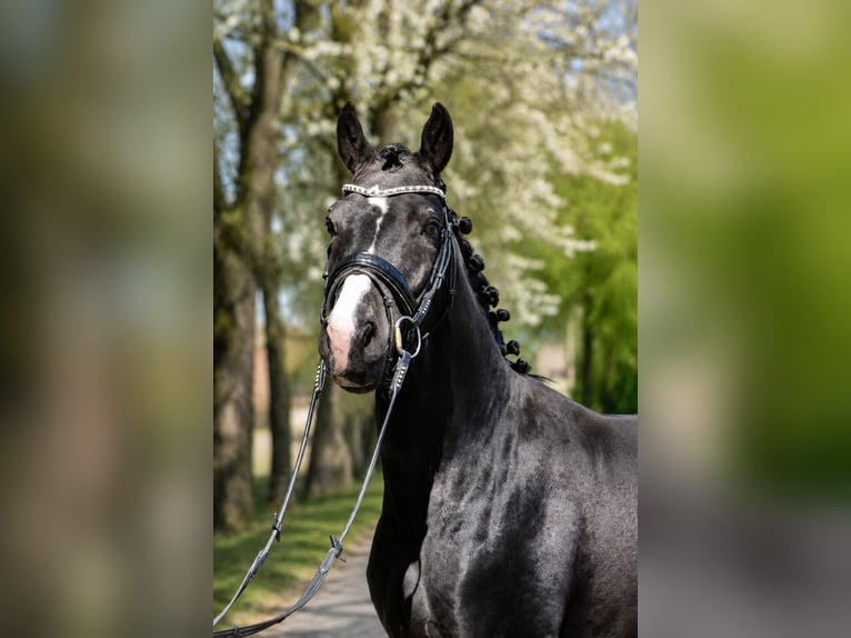 Hannoveraner Wallach 3 Jahre 162 cm Rappe in Fürstenau