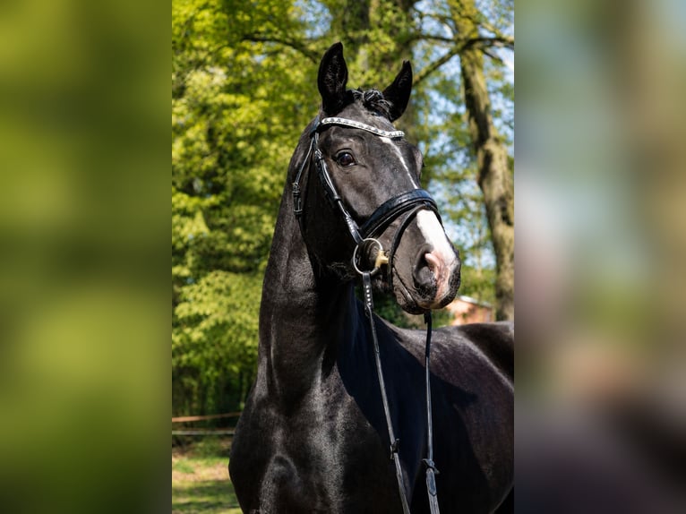 Hannoveraner Wallach 3 Jahre 162 cm Rappe in Fürstenau