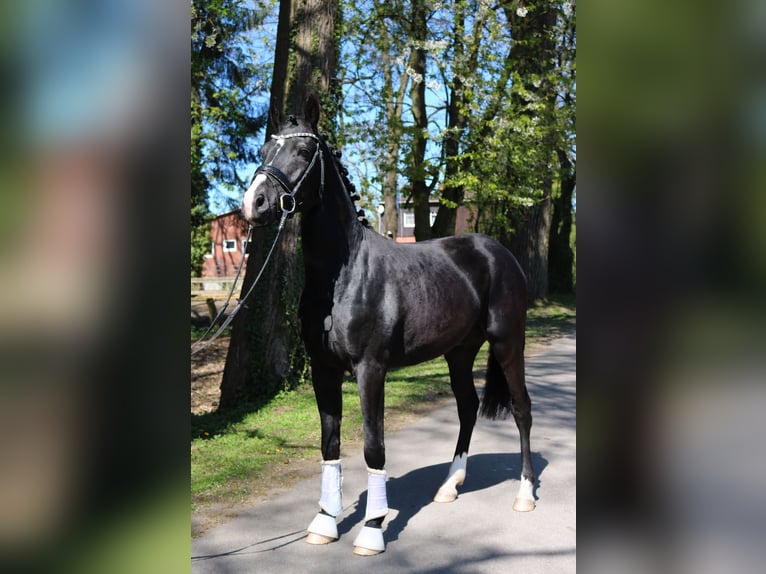 Hannoveraner Wallach 3 Jahre 162 cm Rappe in Fürstenau