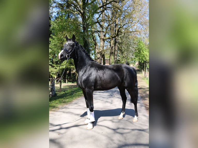 Hannoveraner Wallach 3 Jahre 162 cm Rappe in Fürstenau