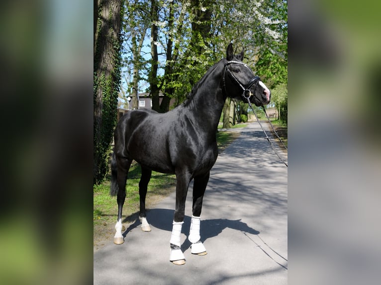Hannoveraner Wallach 3 Jahre 162 cm Rappe in Fürstenau
