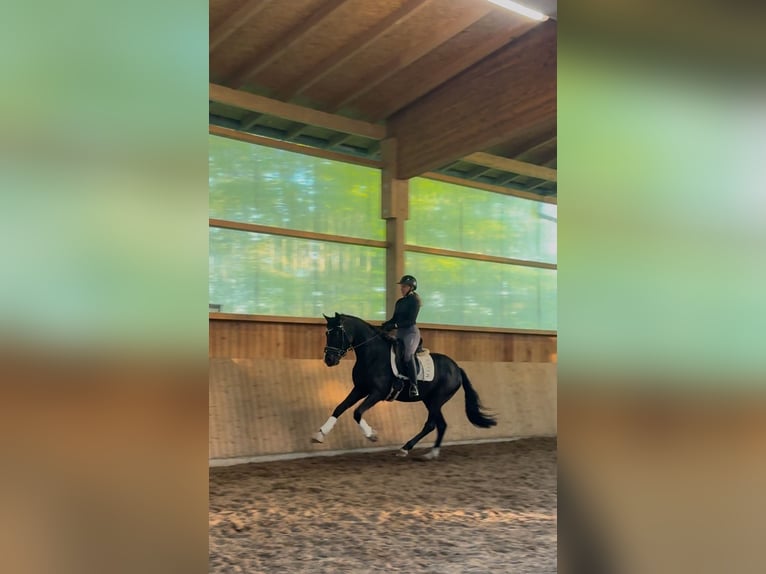 Hannoveraner Wallach 3 Jahre 162 cm Rappe in Fürstenau