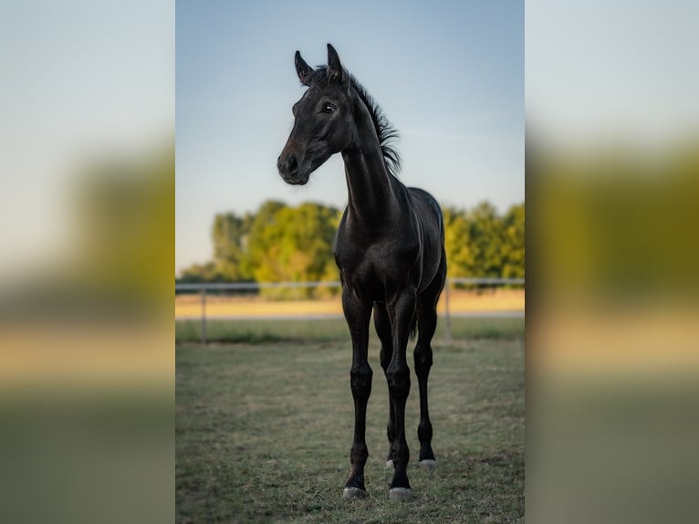 Hannoveraner Wallach 3 Jahre 162 cm Rappschimmel in Velen