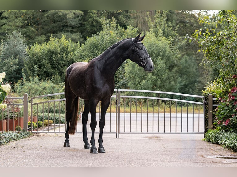 Hannoveraner Wallach 3 Jahre 162 cm Rappschimmel in Velen