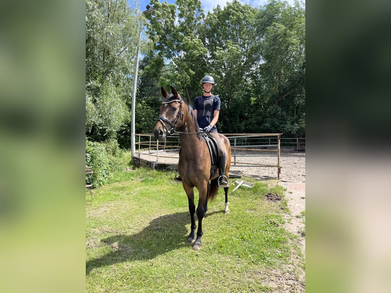 Hannoveraner Wallach 3 Jahre 163 cm Dunkelbrauner in Hamburg Kirchwerder